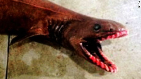 Rare Shark Found in Australia