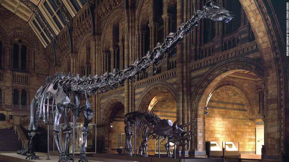 dippy skeleton