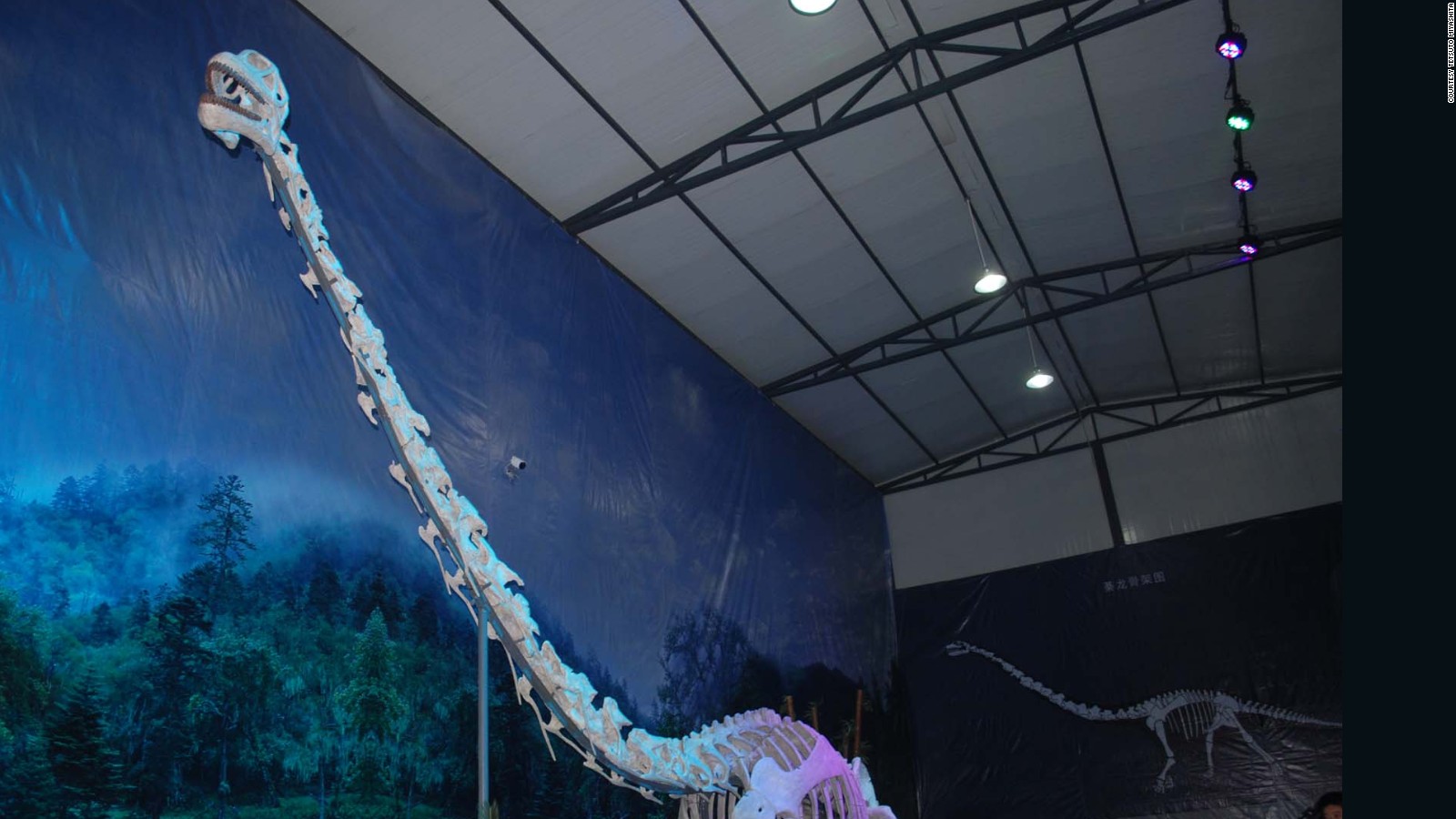 The reconstructed skeleton of Qijianglong in Qijiang Museum in China