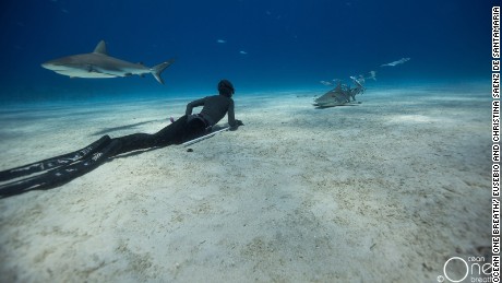 150206144334-freediving-sharks-11-large-169.jpg