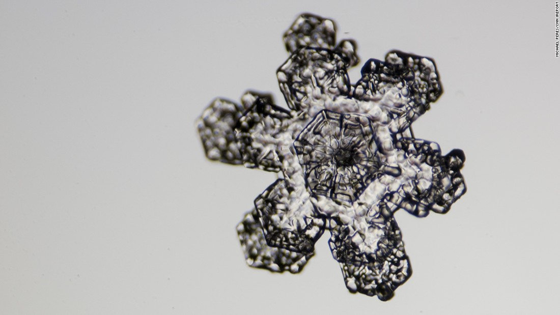 Peres rigged his Nikon camera to his "homemade" microscope to capture these images. He set a macro lens on a bellows.
