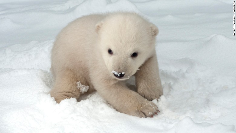 Baby Polar Bears - The Tundra & Polar Bear