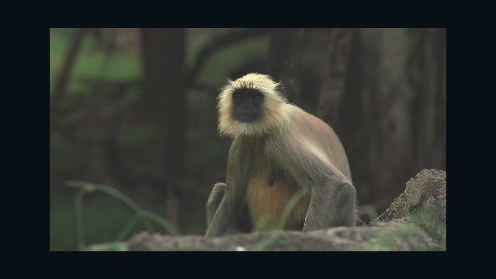Waiting for India's leaping monkeys