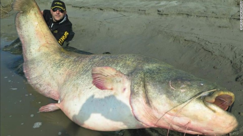 Capturan un pez gato de 127 kilos con una simple caña de pescar