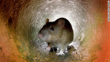 Plague blame game: Gerbils replace rats as prime suspects - CNN