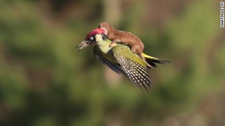 #WeaselPecker image goes viral on Twitter