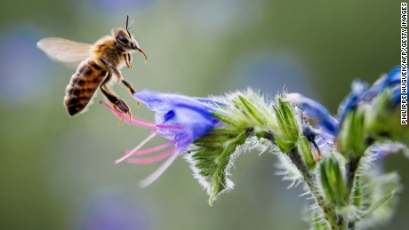 Are bees getting dementia?