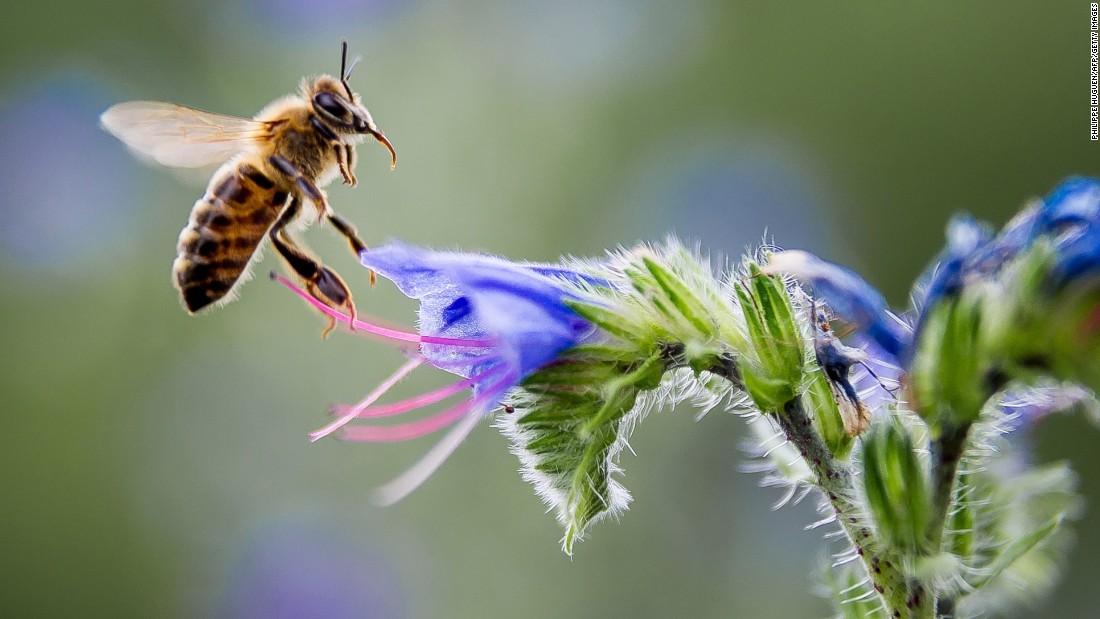 Bees Get Tiny Backpacks