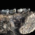 This image provided by William Kimbel shows different views of the LD 350-1 mandible. The scale bars indicate 1 cm. The jawbone fragment is the oldest known fossil from an evolutionary tree branch that eventually led to modern humans, scientists reported on Wednesday, March 4, 2015. At about 2.8 million years old, the partial jawbone pushes back the fossil record by at least 400,000 years for our branch, which scientists call Homo. (AP Photo/William Kimbel)
