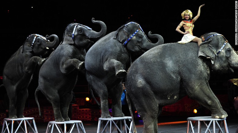 ¿Por qué no se deben usar elefantes en los circos?