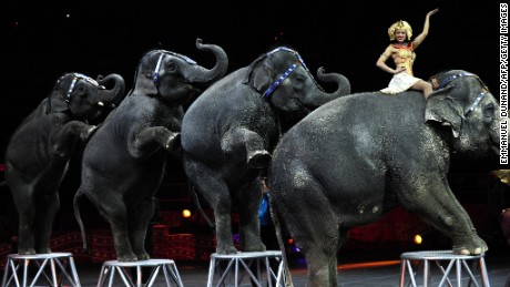Ringling Bros. and Barnum &amp; Bailey circus elephants perform during Barnum&#39;s FUNundrum in New York on March 26, 2010. Barnum&#39;s FUNdrum, the latest show from Ringling Bros. and Barnum &amp; Bailey, was put together to create a 200th birthday salute to Phineas Taylor Barnum (P.T. Barnum), founder of the circus. The show, which will travel across the US in a mile-long train, presents some 130 perfomers from six continents and will be on tour for the next two years.  AFP PHOTO/Emmanuel Dunand (Photo credit should read EMMANUEL DUNAND/AFP/Getty Images)