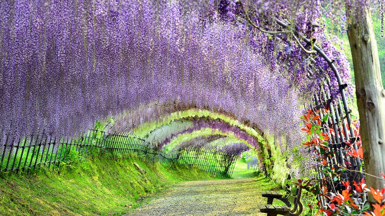 Kyushu, the southwesternmost of Japan&#39;s main islands, is where you&#39;ll find Kawachi Fuji Garden in Fukuoka. Artisans of Leisure is offering a new tour in 2016 that takes in the island&#39;s highlights, including Fukuoka, Nagasaki, Kumamoto, Yufuin and Beppu. 
