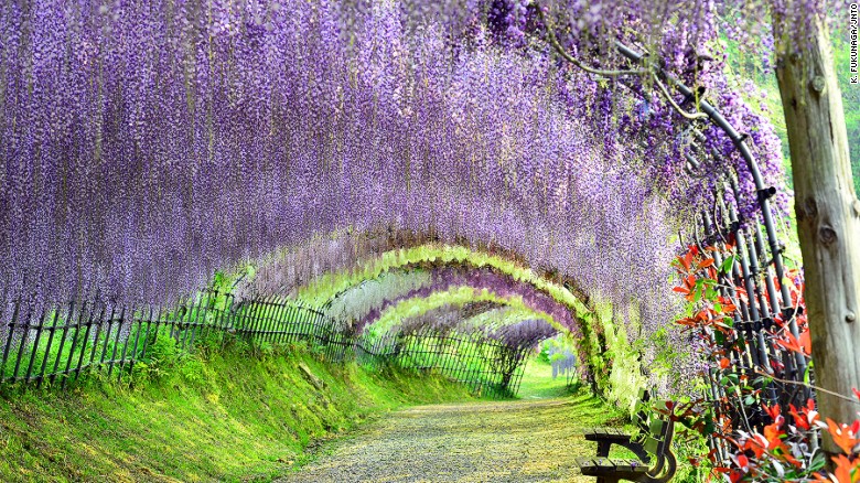 More than 15 million tourists have already visited Japan in 2015, and 2016 is set to be another bumper year. With sights like &lt;a href=&quot;http://edition.cnn.com/2015/03/24/travel/gallery/most-beautiful-japan/&quot;&gt;Kawachi Fuji Garden &lt;/a&gt;in Fukuoka, they're onto a good thing. 