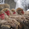beautiful japan Snow Monkey Park