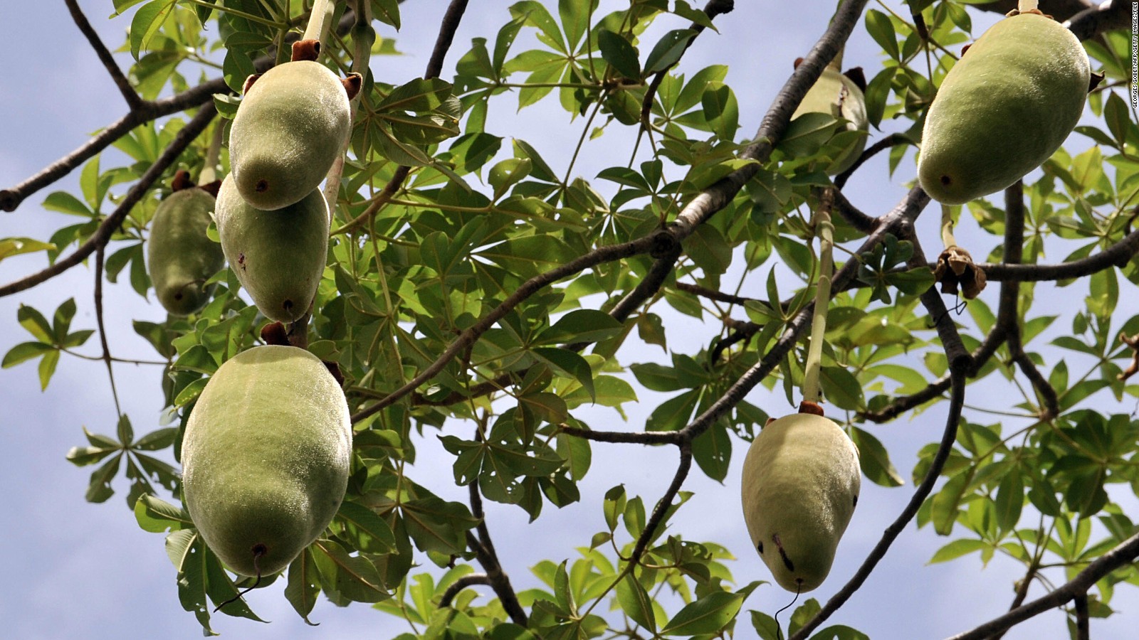 The fruits of the baobab tree.