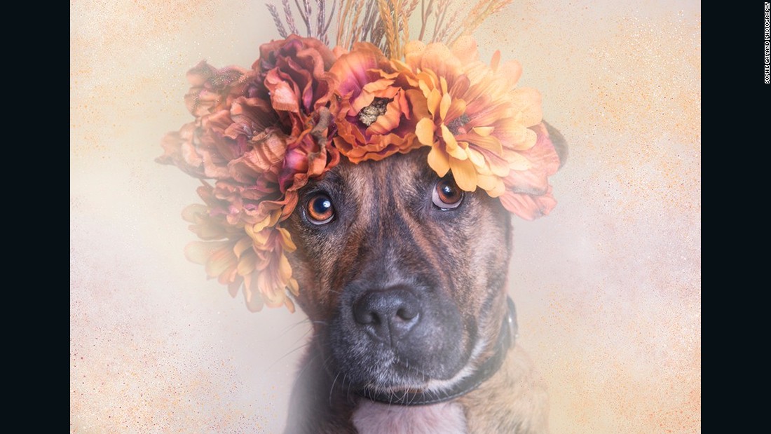 for dogs soften with flowery flower crowns pit to crowns bull aims image Photographer