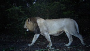 The first lion in 20 years has been spotted in the West African nation of Gabon. The species had previously been declared 'locally extinct.'