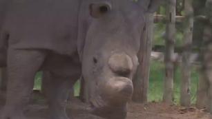 Last chance for endangered rhino