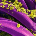 plague bacteria