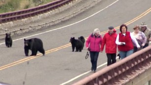 Bears chase tourists at Yellowstone.