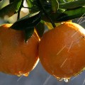 FRESNO, CA - JANUARY 16:  Oranges are sprayed with water to melt the ice frozen over them at the Keith A. Nilmeier Farms January 16, 2007 in Fresno, California. An estimated 70% of California's citrus crops have been damaged by a severe cold snap that is bringing below freezing temperatures to California's central valley and is expected to continue through Sunday.  (Photo by Justin Sullivan/Getty Images)