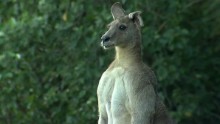 dnt seven network kangaroo stalks suburb_00000505.jpg