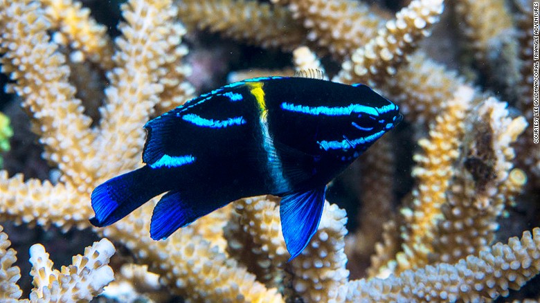 Juvenile Javanese damselfish are a common sight on the lush, shallow reefs of Asia&#39;s Coral Triangle.