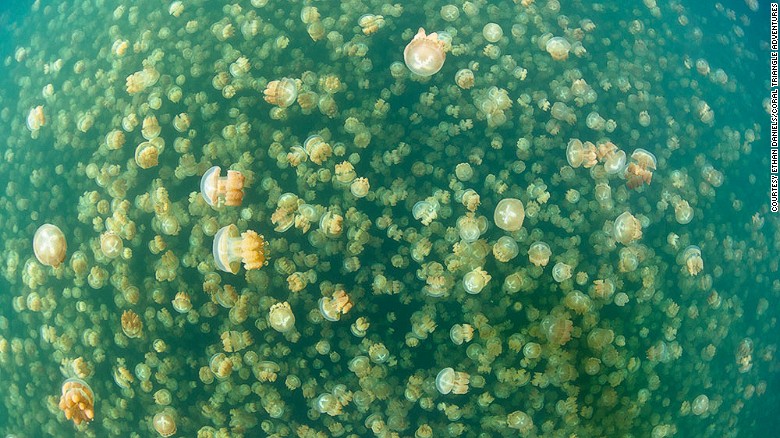 Not to worry, these little residents of Jellyfish Lake, Palau, don&#39;t sting.
