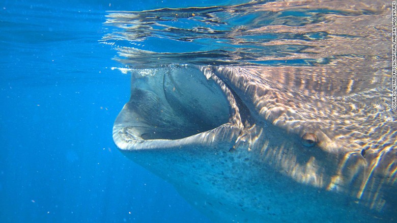 In summer, whale sharks off the coast of Isla Holbox swim near the surface and feed on plankton. 