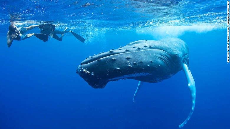 We asked marine experts to share their picks for some of the world&#39;s best places to snorkel. Silver Bank, a relatively shallow stretch of the Caribbean Sea, scored high. Off limits to large ships, it&#39;s a safe haven for North Atlantic humpback whales to mate and give birth.