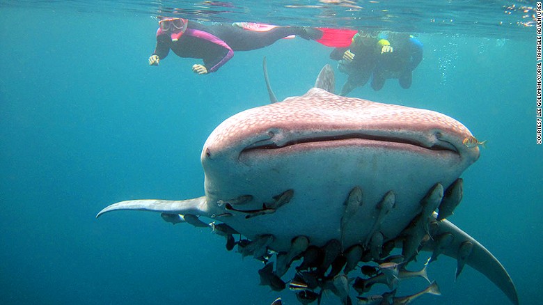 In addition to offering diverse coral reefs, the Philippines is becoming increasingly popular as a top spot to&lt;a href=&quot;http://www.cnn.com/2015/07/05/travel/whale-shark-oslob/&quot;&gt; swim with whale sharks&lt;/a&gt;.