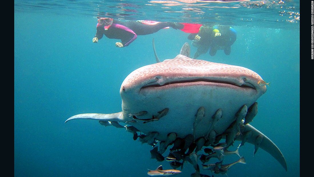 150525145659-best-snorkeling--the-philippines-whale-shark-c--lee-goldman-03-super-169.jpg