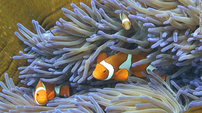 Clown fish swim through coral of the Great Barrier Reef. The famed Aussie attraction is made up of 2,900 individual reefs and stretches more than 2,300 kilometers.