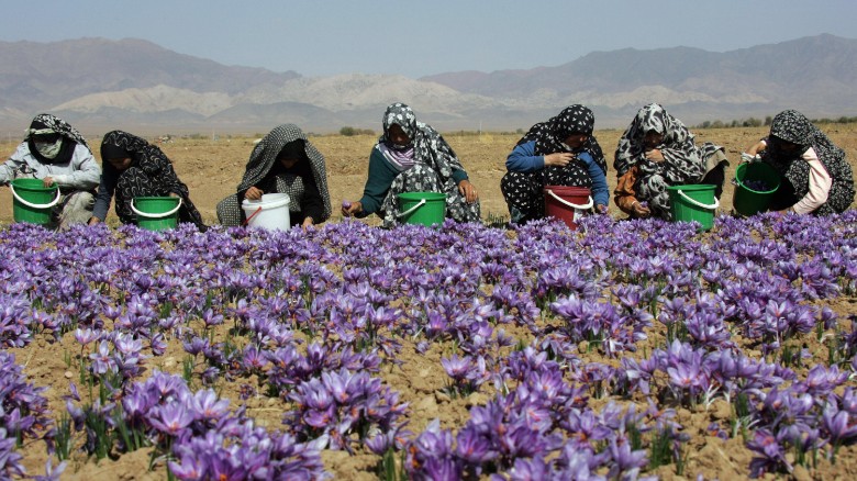 Saffron pickers in Masshad, Iran, the hub of the global industry. 