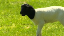 dog adopts lamb rejected by mother pkg_00000025.jpg