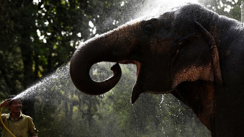 An Asiatic elephant is given water showers at Delhi Zoo, in New Dehli, India, on Saturday, May 30.  A blistering heat wave has killed more than 1,300 people in the country.