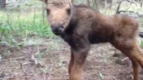 Rangers blow up baby moose