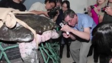 China Yangtze turtle extinction ORIG_00004323.jpg