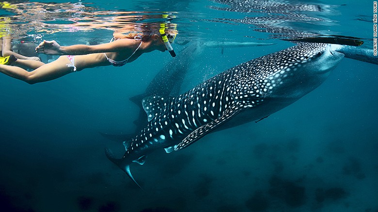 Once a sleepy town in the Philippines, Oslob has developed a global reputation as a center for whale shark encounters.
