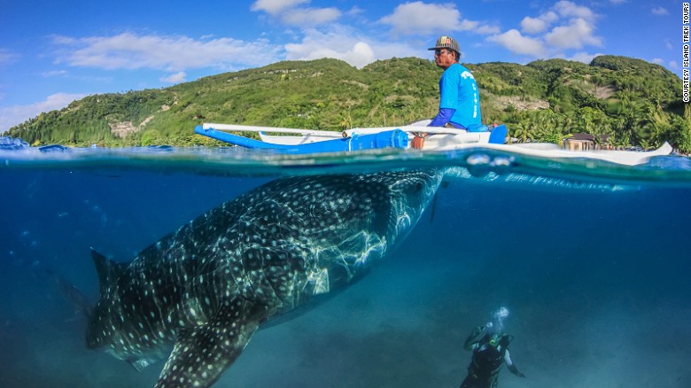 Alistair Dove, director of research and conservation at Georgia Aquarium is concerned that feeding the whale sharks to encourage them to congregate in Oslob could make them vulnerable.