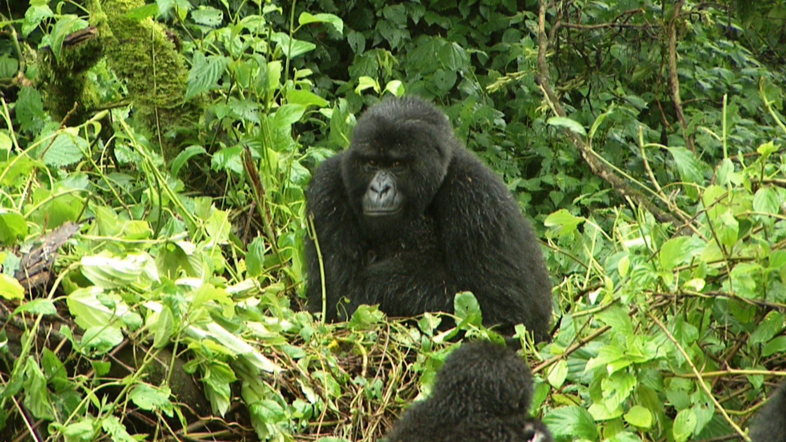A nonprofit helps protect gorillas in Rwanda from being killed by poachers.