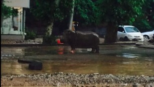 150614004520-tbilisi-hippo-medium-plus-1