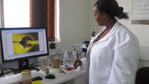 A scientist works at the Queen Breeding Lab at the African Reference Laboratory for Bee Health in Nairobi, Kenya.