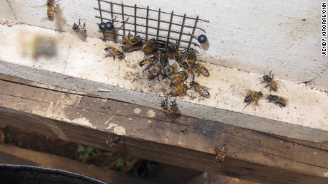 Why 'killer bees' are all the buzz