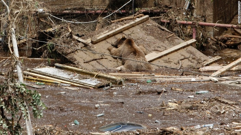 The body of a bear lies among the debris from the flood. 