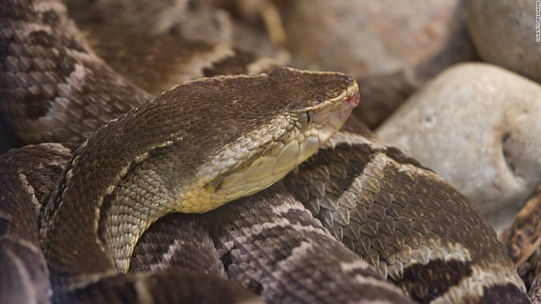 How Nature's Deadliest Venoms Are Saving Lives - CNN.com