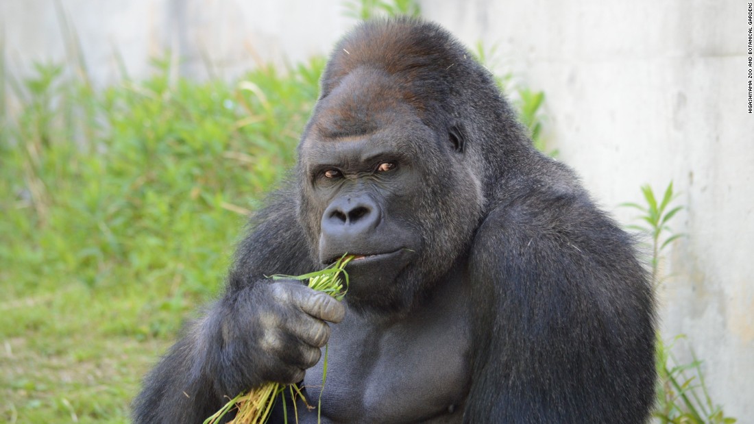 150626144203-japan-gorilla-shabani-1-super-169.jpg