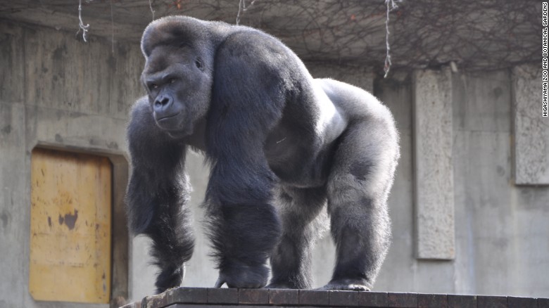 [Image: 150626144224-japan-gorilla-shabani-2-exlarge-169.jpg]