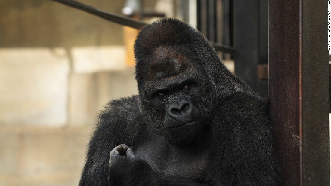 150626144446-japan-gorilla-shabani-7-super-169.jpg