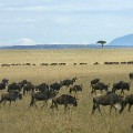 Masai Mara